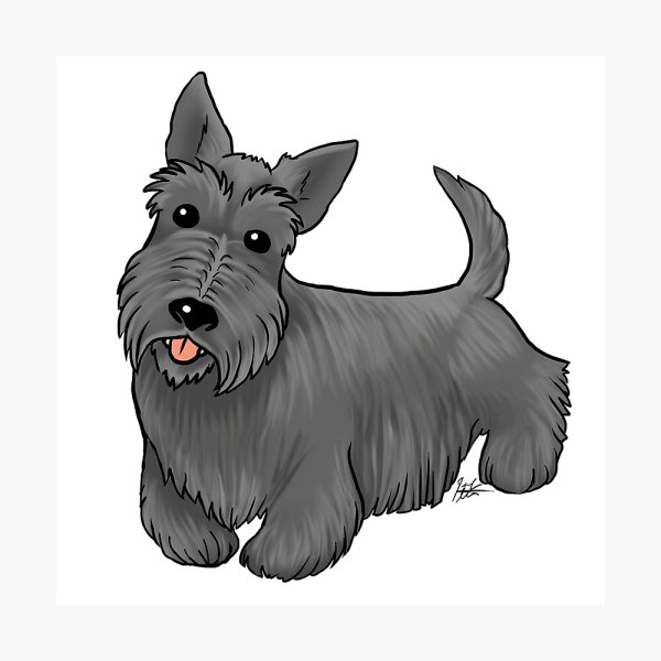 Шотландский терьер