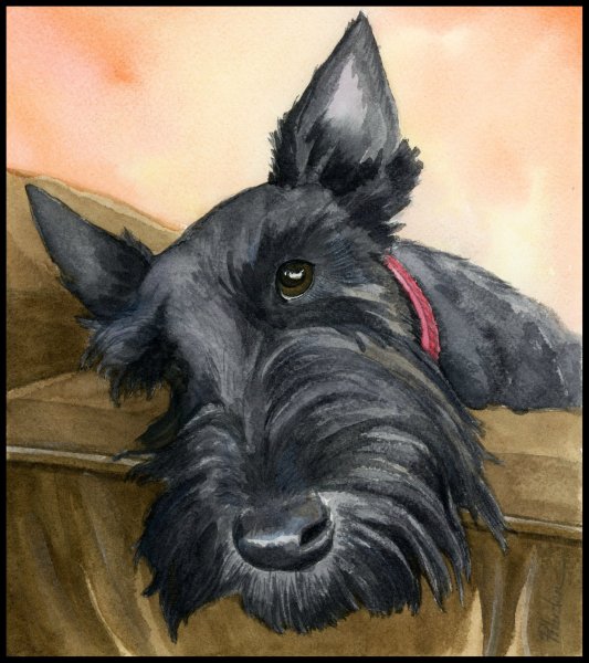 Скотч терьер Бриндл