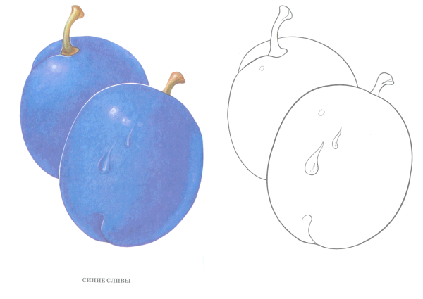 Сливы для аппликации