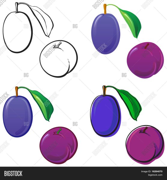 Сливы для вырезания детям