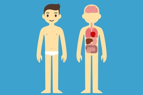 Силуэт тела человека с внутренними органами