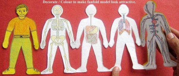 Макет человека для детей