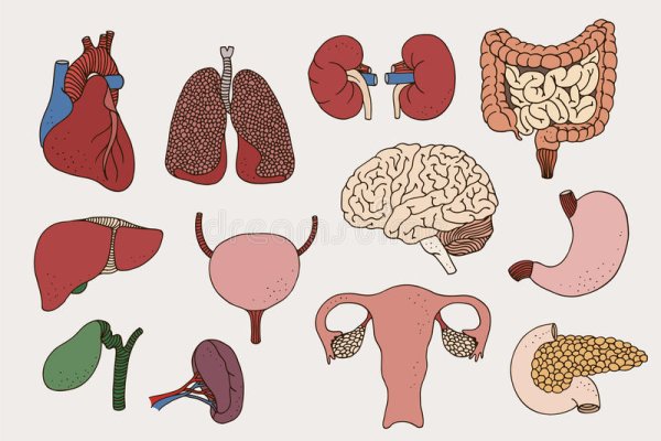Силуэт человека с внутренними органами
