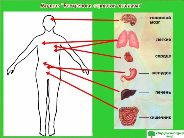 Модель внутреннее строение тела человека 3 класс