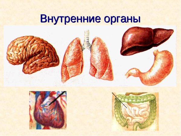 Внутренние органы человека 2 кл