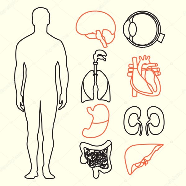Макет человека с органами