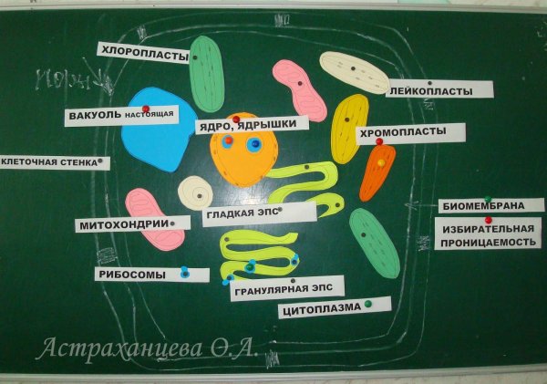 Аппликация на тему клетки