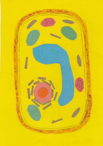 Модель бактериальной клетки 5 класс биология из пластилина