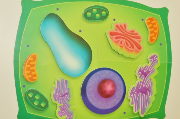 Аппликация растительной клетки