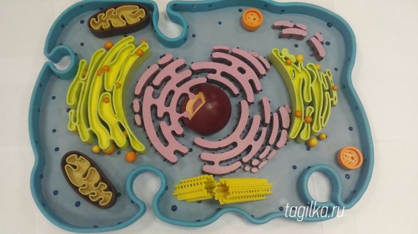 Модель растительной клетки человека биология 5