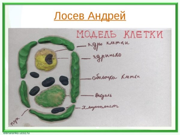 Модель клетки биология 5 класс
