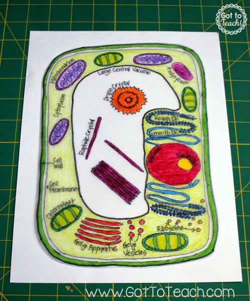 Модель аппликация клетка растительная клетка