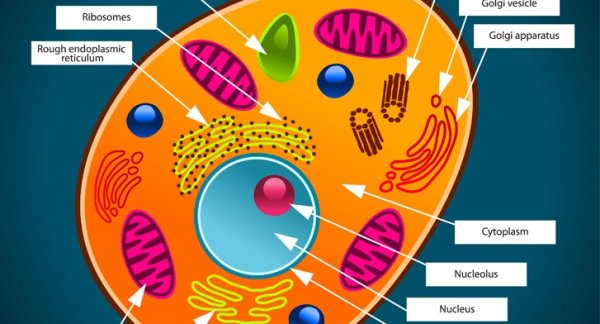 Модель строения клетки
