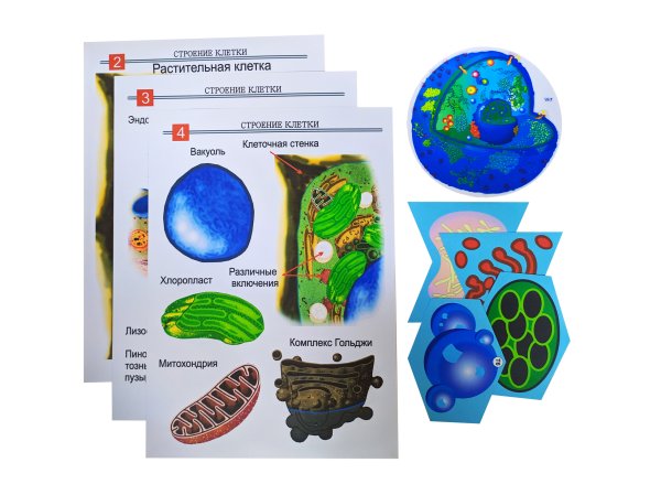 Модель аппликация клетки по биологии