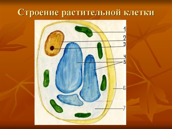 Модель растительной клетки 5 класс биология