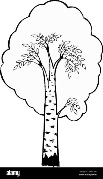 Раскраска береза без листьев