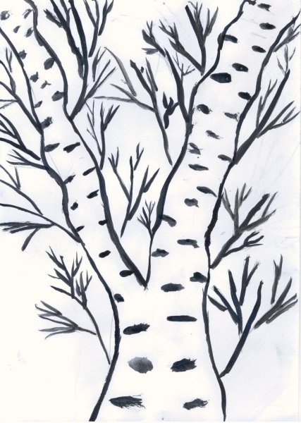 Береза раскраска для детей