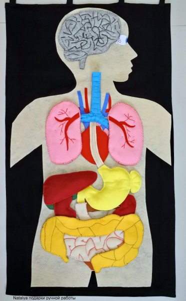 Аппликация внутренние органы человека
