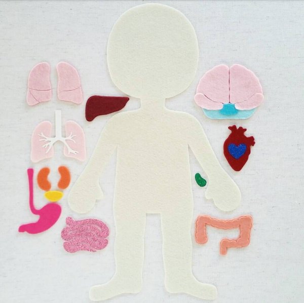 Поделка тело человека