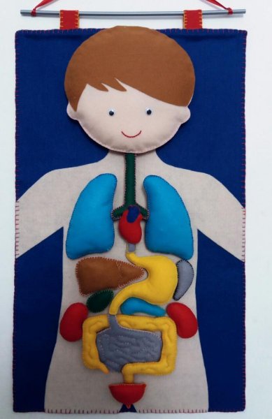 Что такое аппликация на тему человеческие органы