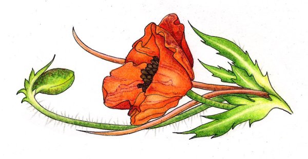 Мак рисунок