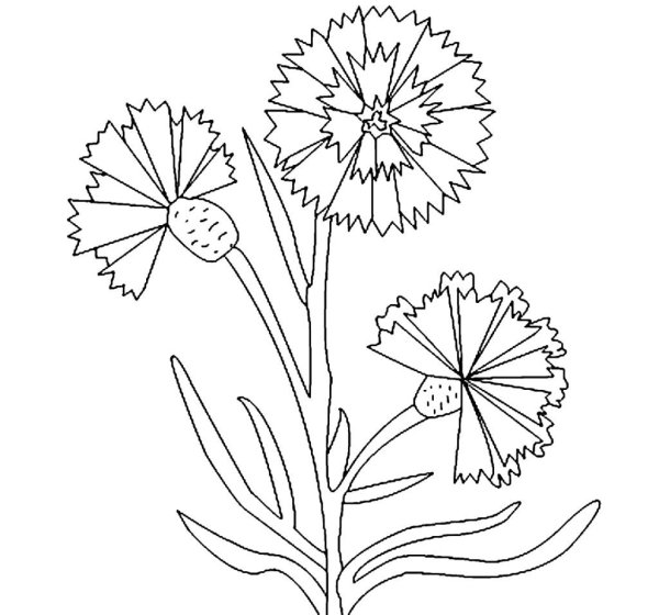 Раскраска Василек цветок