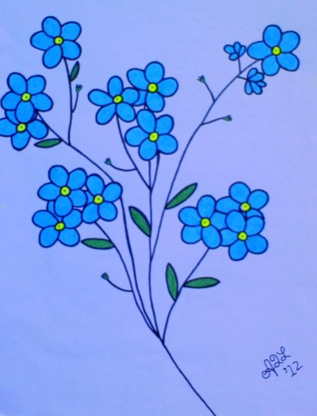 Незабудка цветок рисунок