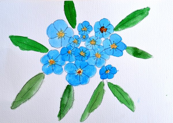 Незабудка карандашом