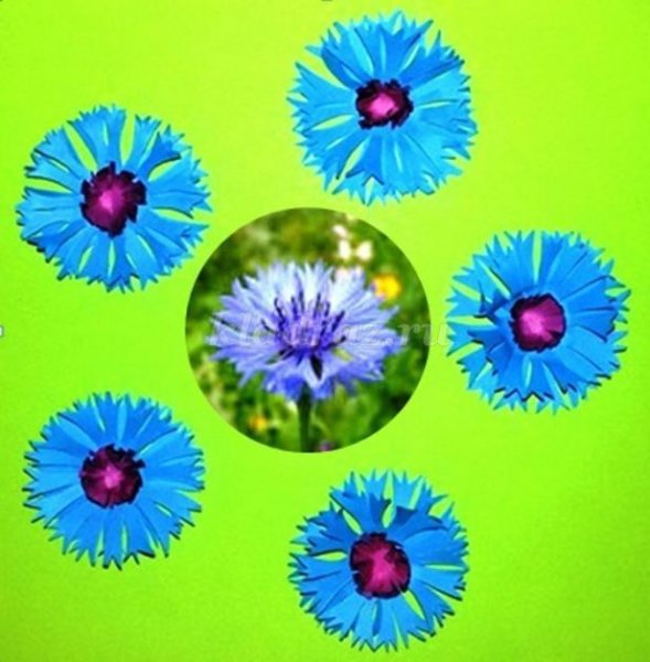 Аппликация васильки