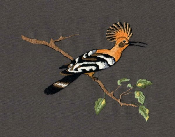 Удод Жан Клод