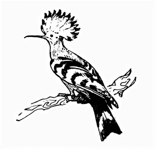 Удод трафарет