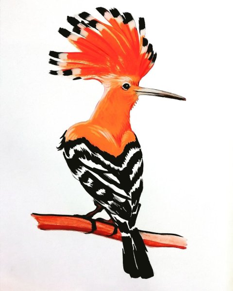 Удод красный