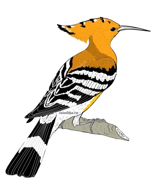 Удод рисунок для детей