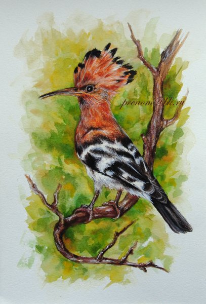 Удод птица для детей