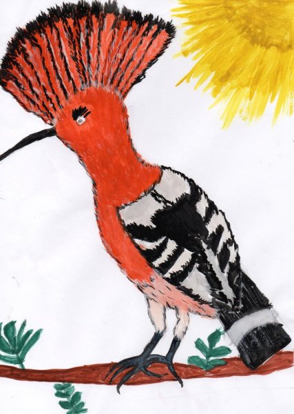 Удод рисунок карандашом