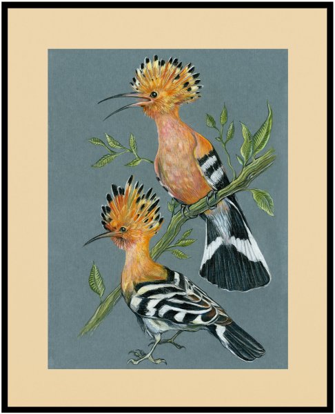 Рисование Удод