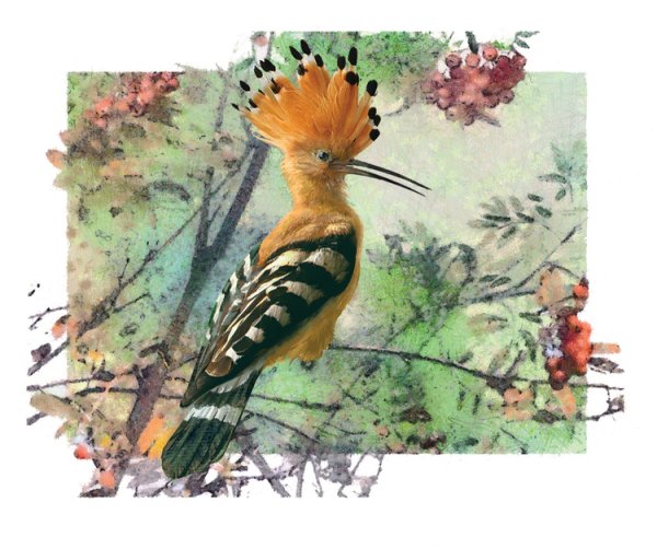 Удод картина