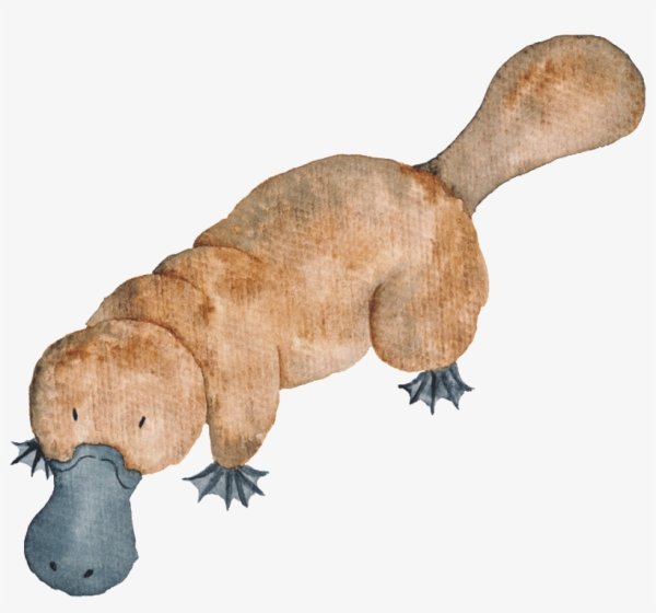 Утконос акварель