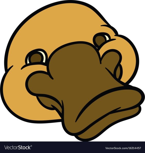 Голова утконоса