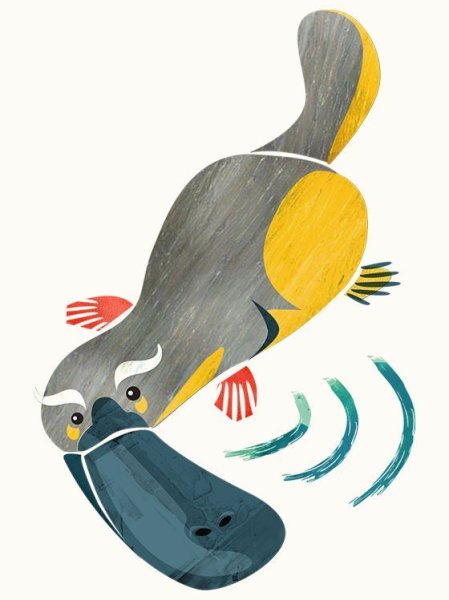 Утконос рисунок