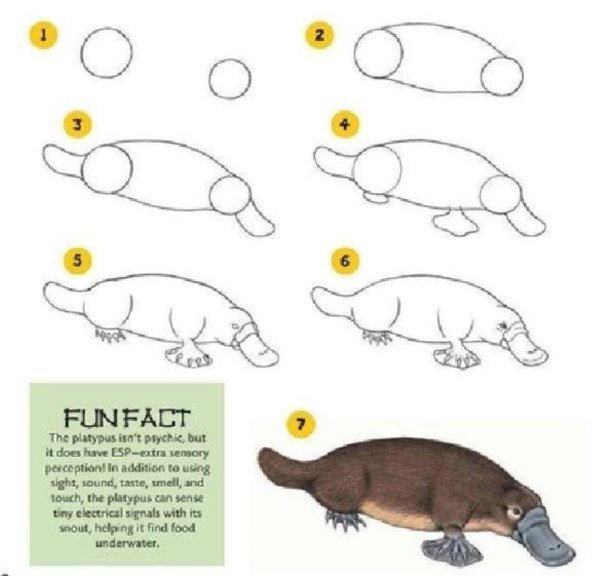 Как нарисовать утконоса для детей