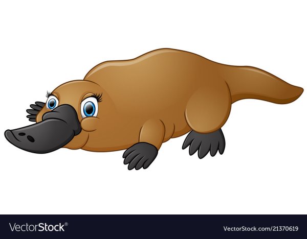 Утконос на белом фоне