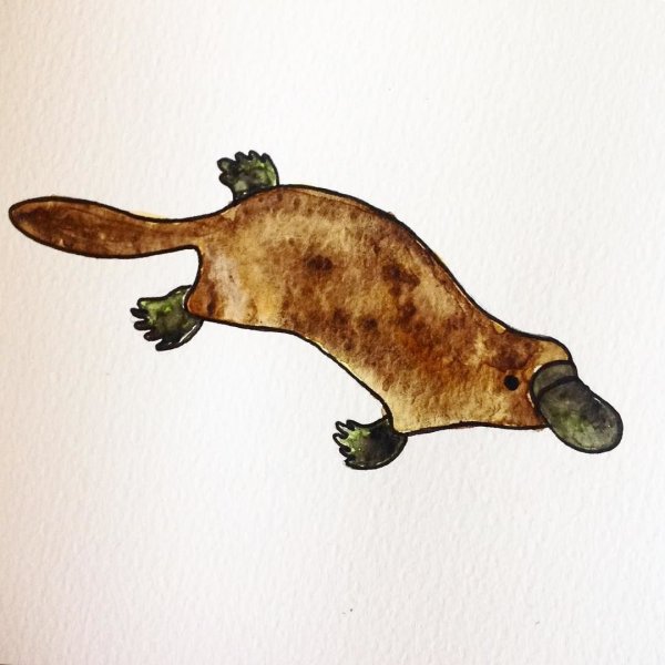 Утконос иллюстрация