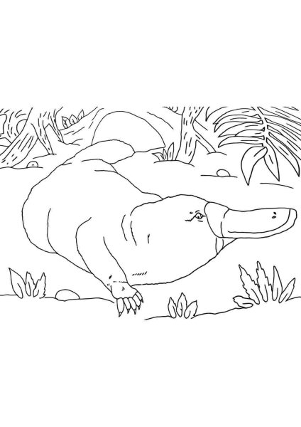 Утконос рисунок