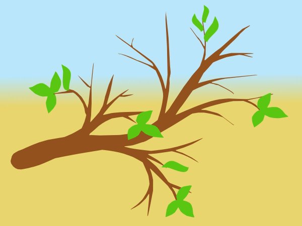 Ветка дерева