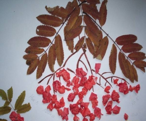 Аппликация ветка рябины в старшей группе