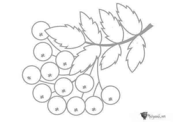 Рябина раскраска для малышей
