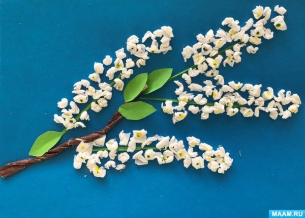 Ветка черемухи в нераспущенном виде весной фото