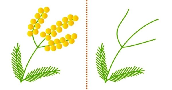 Веточка мимозы 2 мл