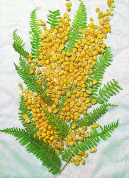 Мимоза поделка из бумаги